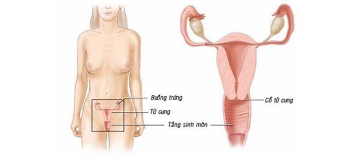 chinh seo xau tang sinh mon 1 2